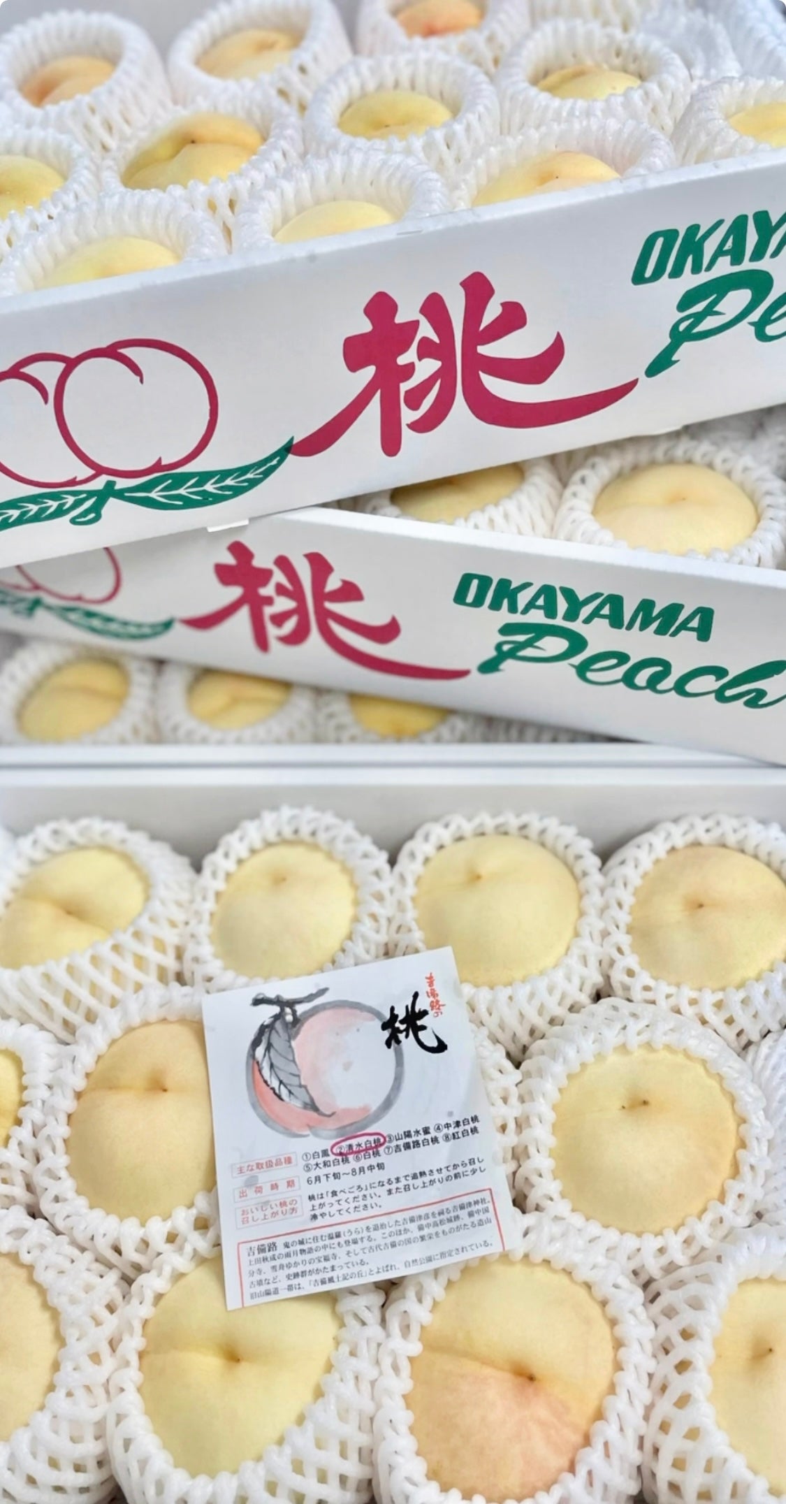 【数量限定】HIDAKAの 夏秋 おすすめアイス 12個セット2024