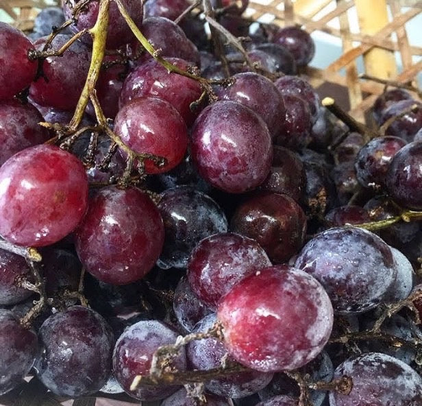 【限定生産】単品 大きな丸ごと巨峰のボンボンショコラ